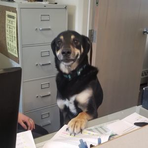 Meet your Posher, Amber